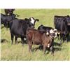 Image 9 : Les Marsh/Marsh Farms Ltd. - 700# Steer Calves - 180 Head (Southey, SK)
