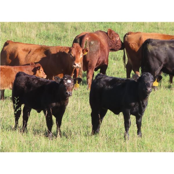 Les Marsh/Marsh Farms Ltd. - 660# Heifer Calves - 95 Head (Southey, SK)
