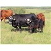 Image 3 : Les Marsh/Marsh Farms Ltd. - 660# Heifer Calves - 95 Head (Southey, SK)