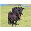 Image 4 : Les Marsh/Marsh Farms Ltd. - 660# Heifer Calves - 95 Head (Southey, SK)