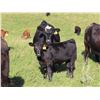 Image 5 : Les Marsh/Marsh Farms Ltd. - 660# Heifer Calves - 95 Head (Southey, SK)