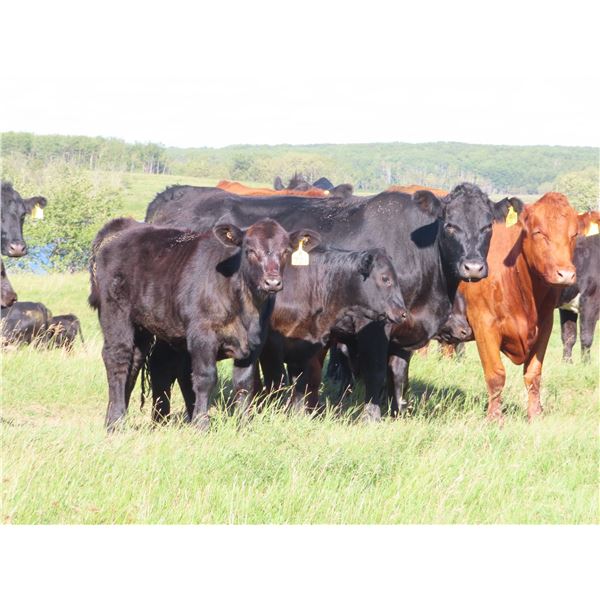 Les Marsh/Marsh Farms Ltd. - 560# Heifer Calves - 105 Head (Southey, SK)