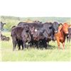 Image 1 : Les Marsh/Marsh Farms Ltd. - 560# Heifer Calves - 105 Head (Southey, SK)
