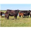 Image 2 : Les Marsh/Marsh Farms Ltd. - 560# Heifer Calves - 105 Head (Southey, SK)