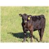 Image 5 : Les Marsh/Marsh Farms Ltd. - 560# Heifer Calves - 105 Head (Southey, SK)