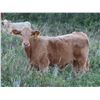 Image 12 : Byron & Brent Johnson - 675# Steer Calves - 90 Head (Strasbourg, SK)