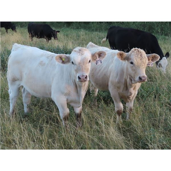 Byron & Brent Johnson - 675# Steer Calves - 90 Head (Strasbourg, SK)