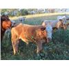 Image 2 : Byron & Brent Johnson - 675# Steer Calves - 90 Head (Strasbourg, SK)