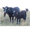 Image 7 : Byron & Brent Johnson - 675# Steer Calves - 90 Head (Strasbourg, SK)