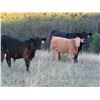 Image 8 : Byron & Brent Johnson - 675# Steer Calves - 90 Head (Strasbourg, SK)