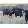 Image 9 : Byron & Brent Johnson - 675# Steer Calves - 90 Head (Strasbourg, SK)