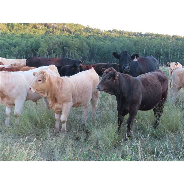 Byron & Brent Johnson - 625# Heifer Calves - 60 Head (Strasbourg, SK)