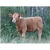 Image 4 : Byron & Brent Johnson - 625# Heifer Calves - 60 Head (Strasbourg, SK)