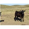 Image 1 : Wintering Hills Colony - 680# Steer Calves - 90 Head (Hussar, AB)