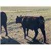 Image 2 : Wintering Hills Colony - 680# Steer Calves - 90 Head (Hussar, AB)