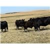 Image 3 : Wintering Hills Colony - 680# Steer Calves - 90 Head (Hussar, AB)