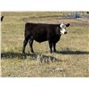 Image 6 : Wintering Hills Colony - 680# Steer Calves - 90 Head (Hussar, AB)