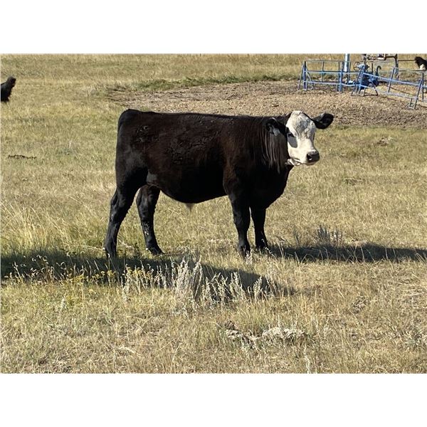 Wintering Hills Colony - 625# Steer Calves - 100 Head (Hussar, AB)