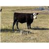 Image 1 : Wintering Hills Colony - 625# Steer Calves - 100 Head (Hussar, AB)