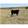 Image 2 : Wintering Hills Colony - 625# Steer Calves - 100 Head (Hussar, AB)
