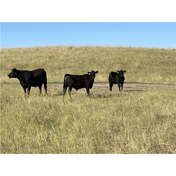 Wintering Hills Colony - 625# Heifer Calves - 100 Head (Hussar, AB)