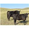Image 3 : Wintering Hills Colony - 625# Heifer Calves - 100 Head (Hussar, AB)