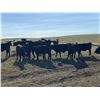 Image 6 : Wintering Hills Colony - 625# Heifer Calves - 100 Head (Hussar, AB)