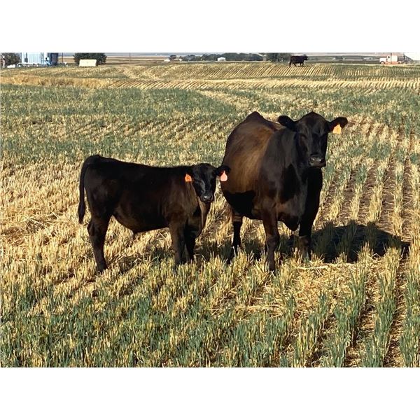 Alfred & Colton Reinhardt - 675# Steer Calves - 93 Head (Nightingale, AB)