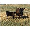 Image 1 : Alfred & Colton Reinhardt - 675# Steer Calves - 93 Head (Nightingale, AB)