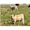 Image 5 : Alfred & Colton Reinhardt - 675# Steer Calves - 93 Head (Nightingale, AB)