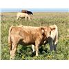 Image 7 : Alfred & Colton Reinhardt - 675# Steer Calves - 93 Head (Nightingale, AB)