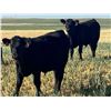 Image 8 : Alfred & Colton Reinhardt - 675# Steer Calves - 93 Head (Nightingale, AB)