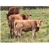 Image 3 : Cunningham Cattle Co. - 680# Steer Calves - 180 Head (Sundre, AB)