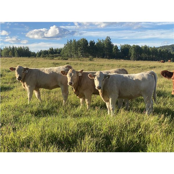 Cunningham Cattle Co. - 630# Heifer Calves - 200 Head (Sundre, AB)