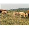 Image 2 : Cunningham Cattle Co. - 630# Heifer Calves - 200 Head (Sundre, AB)