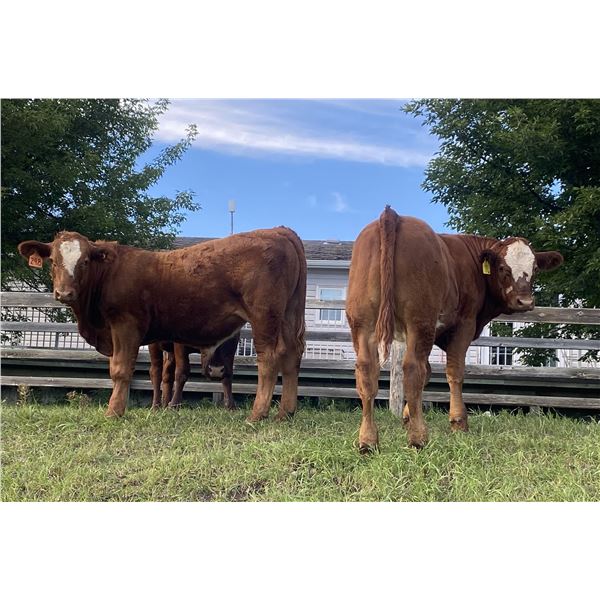 Kelly & Ron Cottrell - 650# Steer Calves - 80 Head (Sundre, AB)