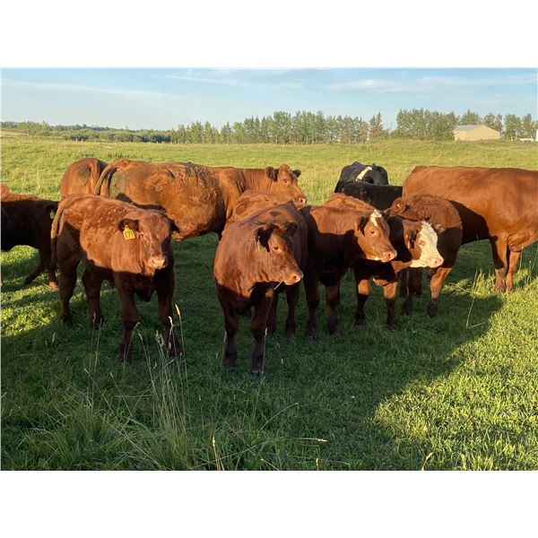 Kelly & Ron Cottrell - 625# Heifer Calves - 80 Head (Sundre, AB)