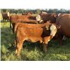 Image 4 : Kelly & Ron Cottrell - 625# Heifer Calves - 80 Head (Sundre, AB)