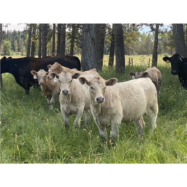 Eagle Creek Ranching Ltd. - 625# Steer Calves - 95 Head (Sundre, AB)