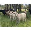 Image 1 : Eagle Creek Ranching Ltd. - 625# Steer Calves - 95 Head (Sundre, AB)