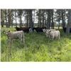 Image 2 : Eagle Creek Ranching Ltd. - 625# Steer Calves - 95 Head (Sundre, AB)