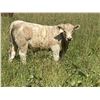 Image 3 : Eagle Creek Ranching Ltd. - 625# Steer Calves - 95 Head (Sundre, AB)