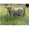 Image 4 : Eagle Creek Ranching Ltd. - 625# Steer Calves - 95 Head (Sundre, AB)
