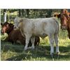 Image 5 : Eagle Creek Ranching Ltd. - 625# Steer Calves - 95 Head (Sundre, AB)