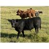 Image 6 : Eagle Creek Ranching Ltd. - 625# Steer Calves - 95 Head (Sundre, AB)