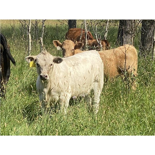 Eagle Creek Ranching Ltd. - 580# Heifer Calves - 65 Head (Sundre, AB)