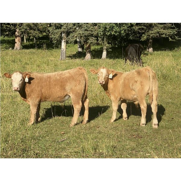 Luke & Jen Smith - 640# Steer Calves - 95 Head (Sundre, AB)