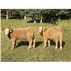 Image 1 : Luke & Jen Smith - 640# Steer Calves - 95 Head (Sundre, AB)