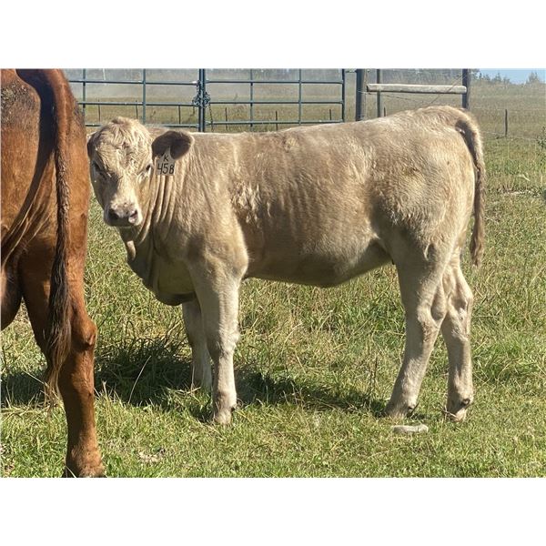 Luke & Jen Smith - 575# Heifer Calves - 90 Head (Sundre, AB)