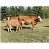 Image 3 : Luke & Jen Smith - 575# Heifer Calves - 90 Head (Sundre, AB)